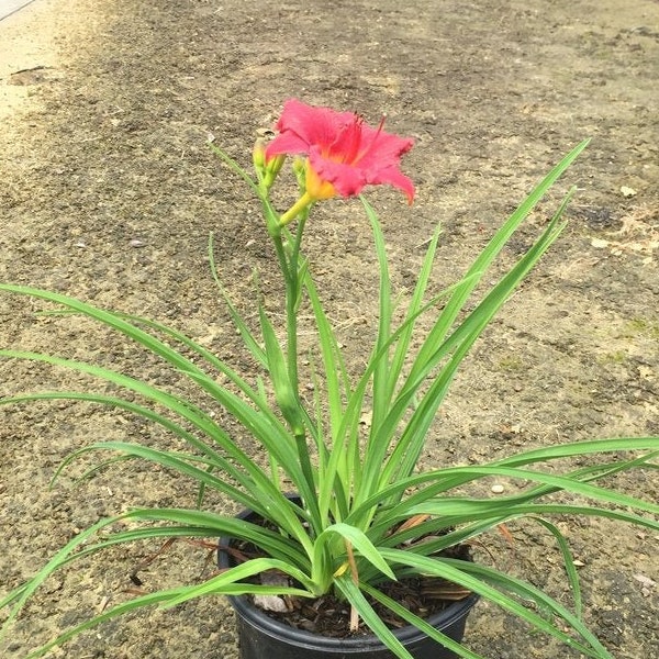 Little Business Day Lily, Red Daylily, Daylily, Day Lily Plant, Perennial Flowers, Groundcover Perennials, Red Day Lilies, Semi-Evergreen