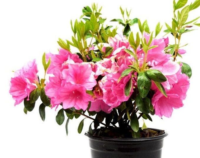 Pink Ruffle Pink Azalea Azalea Azalea Plant Pink Flowers | Etsy