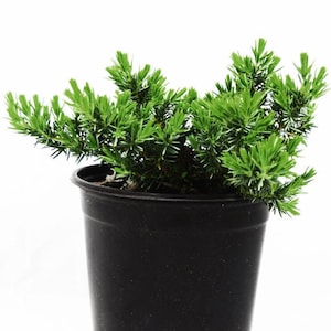 Blue Pacific Juniper, Juniperus conferta