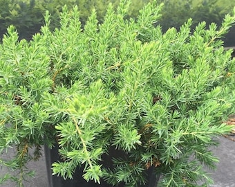 Blue Pacific Juniper, Juniperus conferta