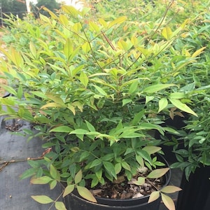 GulfStream Nandina, Nandina Gulf Stream