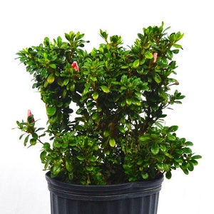 Conversation Piece Azalea, Reblooming Azalea
