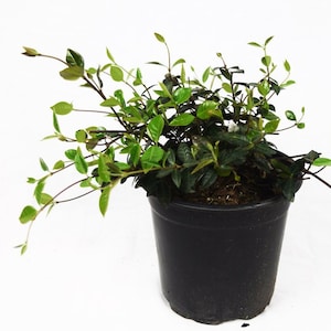 Asian Jasmine Plant Live
