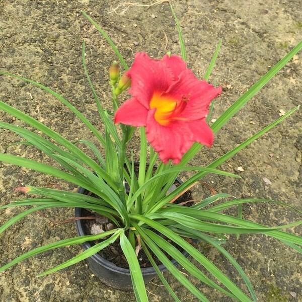 Little Business Day Lily, Red Daylily