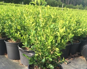 18 Lsdl Swtr Proposed Plant Selections