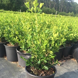 Wintergreen Boxwood, Wintergreen Box Wood, Wintergreen Boxwood Shrubs