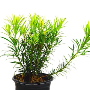Japanese Yew