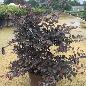 Purple Diamond Loropetalum, Evergreen Shrubs, Purple Shrub, Live Shrubs, Pink Flowers, Shrubs Bushes, Shrubs for Sale, Shrubs Plants