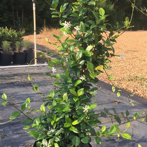 Asian Jasmine Plant Live Etsy