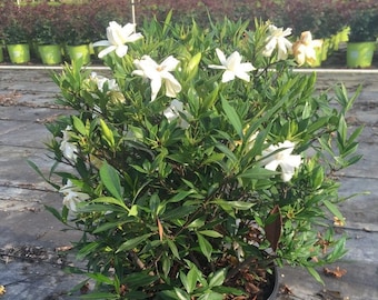 Frost Proof Gardenia, Live Gardenia Plant, Gardenia, Fragrant Plants, White Flowers, Gardenia Live Plant, Container Plants, Live Shrubs