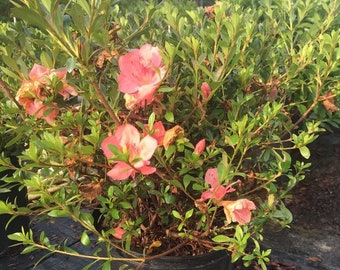 Conversation Piece Azalea, Azalea Plant, Reblooming Azalea, Azalea Bush, Azalea Live Plant, Azalia, Pink Azalea, Azalea Pink