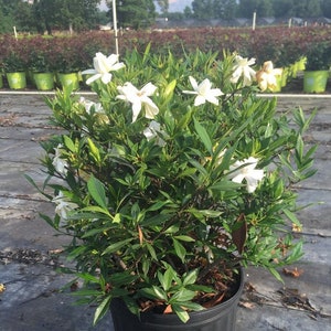 Frost Proof Gardenia, Live Gardenia Plant, Gardenia, Fragrant Plants, White Flowers, Gardenia Live Plant, Container Plants, Live Shrubs