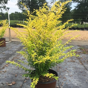 Sunshine Ligustrum, Full Sun Plants, Evergreen Shrubs, Outdoor Plants for Sale, Yellow Plants, South Living Plants,