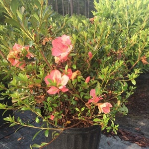Conversation Piece Azalea, Azalea Plant, Reblooming Azalea, Azalea Bush, Azalea Live Plant, Azalia, Pink Azalea, Azalea Pink