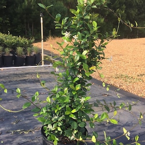 Star Jasmine Vine, Star Jasmine Plant, Star Jasmine Flower, EverGreen Vine, Fragrant Plants, Live Plants, Flower Vines, Vine Plant