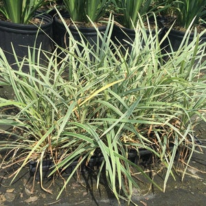 Aztec Grass, Liriope muscari