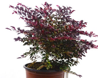 Purple Diamond Loropetalum, Evergreen Shrubs, Purple Shrub, Live Shrubs, Pink Flowers, Shrubs Bushes, Shrubs for Sale, Shrubs Plants