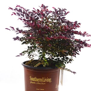 Purple Diamond Loropetalum, Evergreen Shrubs, Purple Shrub, Live Shrubs, Pink Flowers, Shrubs Bushes, Shrubs for Sale, Shrubs Plants