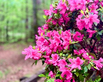 Future Plants By Randy Stewart Azaleas Evergreen Hybrids