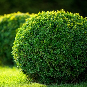 Japanese Boxwood, Wintergreen Boxwood, Boxwood Hedge, Live, Boxwood Plant, Live Plants, Live Shrubs, Live Bushes,  Shrub Bushes,Shrub Plant