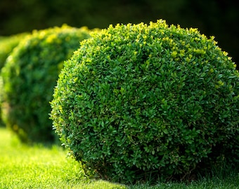 Japanese Boxwood, Wintergreen Boxwood, Boxwood Hedge, Live, Boxwood Plant, Live Plants, Live Shrubs, Live Bushes,  Shrub Bushes,Shrub Plant