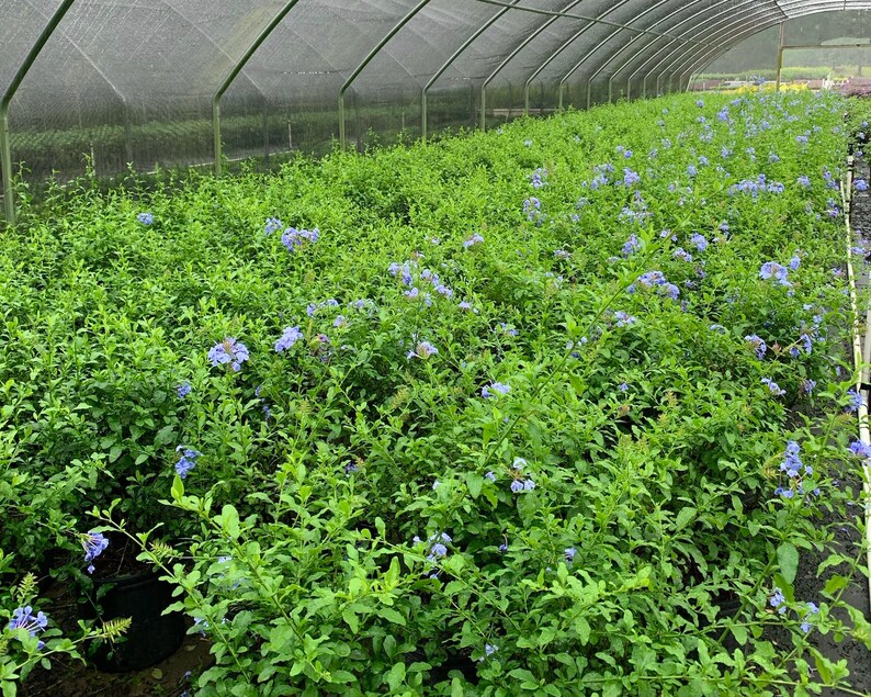Plumbago Imperial Blue Plumbago Plumbago Plant Plumbago | Etsy