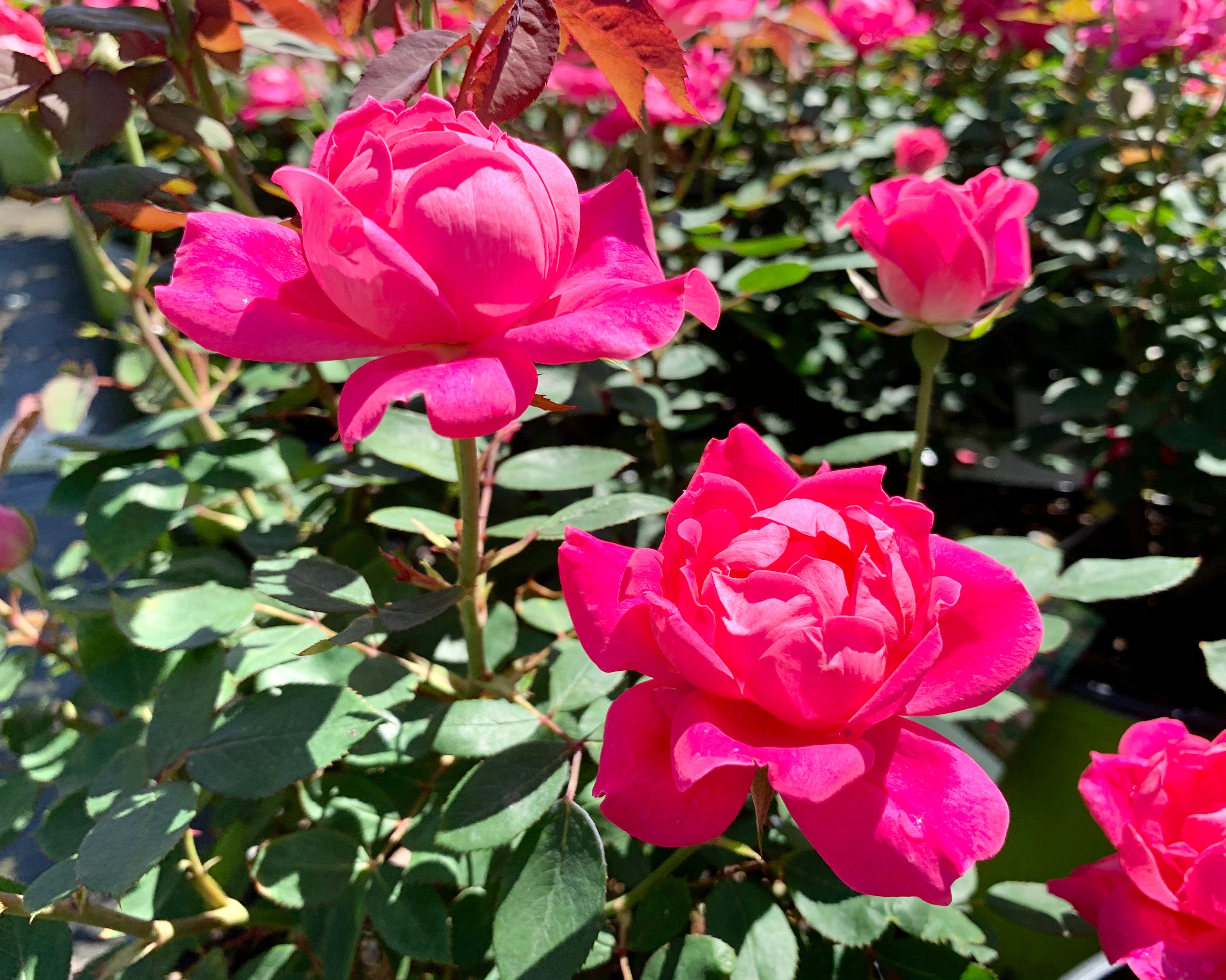 Double Knockout Rose Pink Roses Knockout Roses Rose Bush Etsy