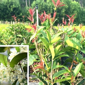 Sweet Olive Plant, Osmanthus Frgrans, Osmanthus Plant, Osmanthus Tree, Sweet Olive Tree, Plants, Live Plants, Mother&#39;s Day Gift, Live Shrub