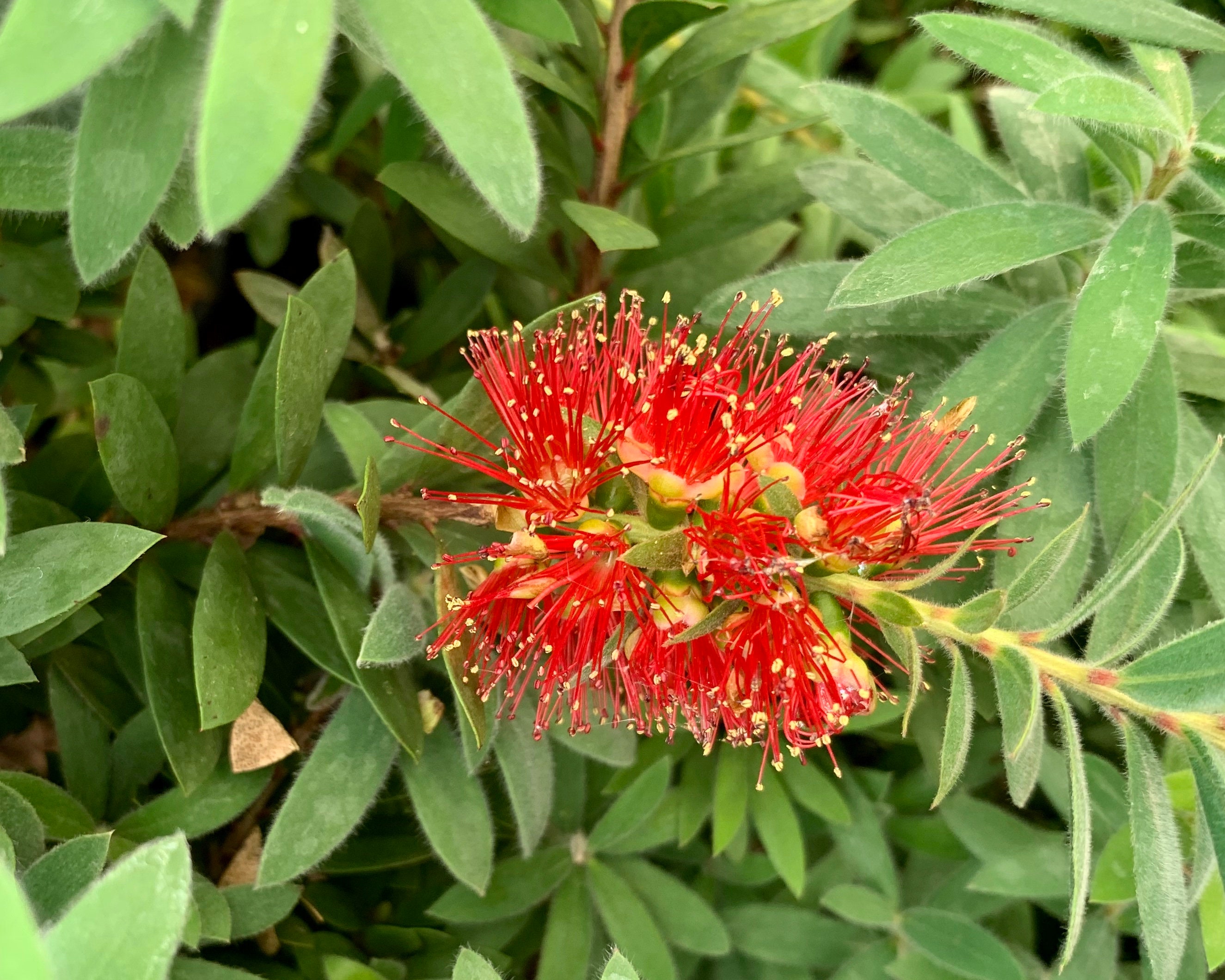Better John Bottle Brush Bottle Brush Plant Callistemon Etsy