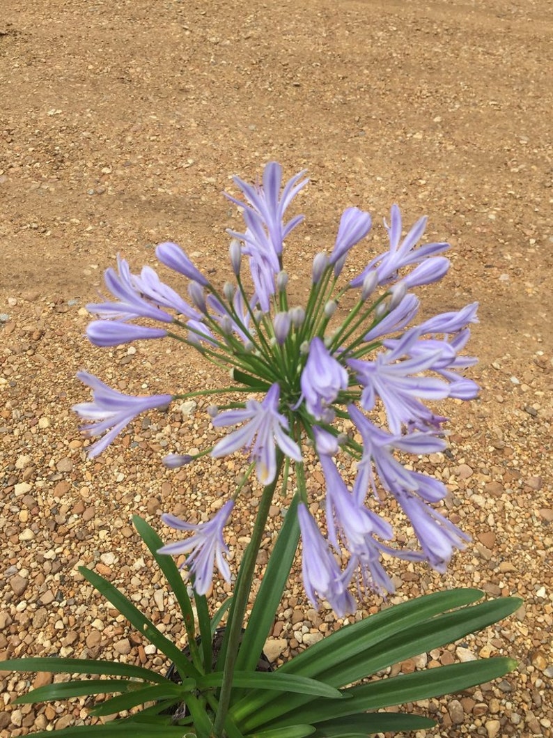 Lys du Nil, Plantes dagapanthe, Plantes vivantes à vendre, Plante de lys, Plantes de lys vivantes, Plantes uniques, Fleurs hautes, Fleurs de jardin image 3