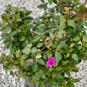 GG Gerbing Azalea, Mrs GG Gerbing, Pink GG Gerbing, Rhododendron Indicum, Indica Azalea