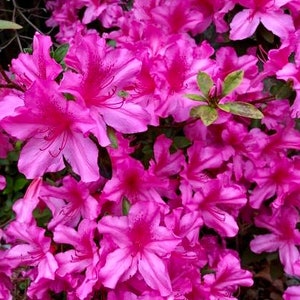 GG Gerbing Azalea, Mrs GG Gerbing, Pink GG Gerbing, Rhododendron Indicum, Indica Azalea