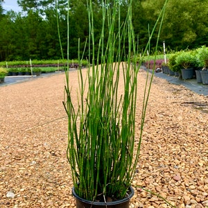 Roseau de prêle, Equisetum Hyemale, Herbe de roseau de prêle, Plante de roseau de prêle, Bambou de roseau de prêle, Plante de jardin zen, Plantes détang vivantes image 2