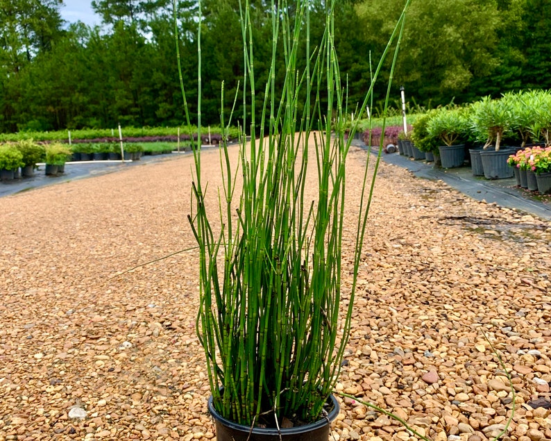 Roseau de prêle, Equisetum Hyemale, Herbe de roseau de prêle, Plante de roseau de prêle, Bambou de roseau de prêle, Plante de jardin zen, Plantes détang vivantes image 2