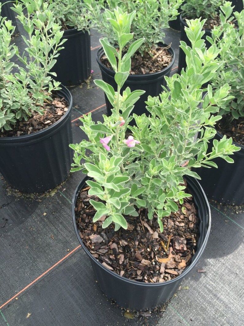 Texas Sage Texas Sage Plant Shrubs Shrubs Plants Shrubs Etsy