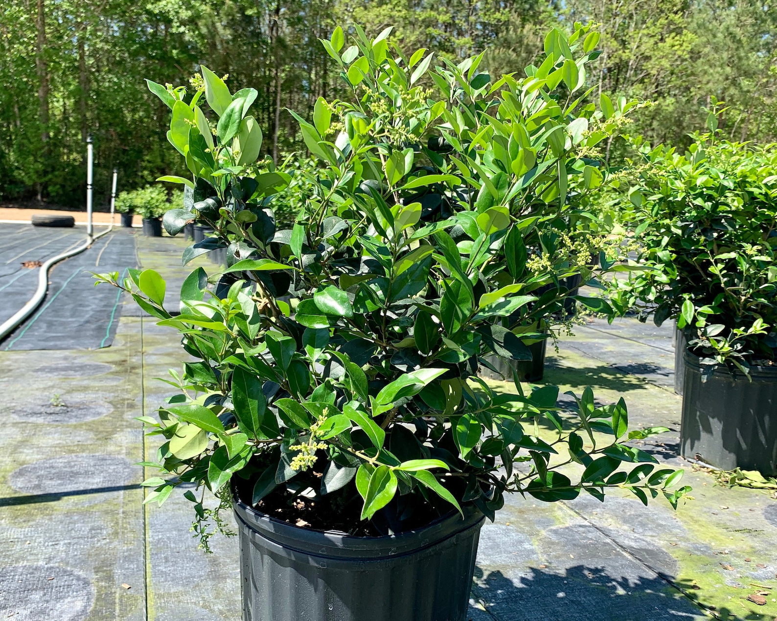 Wax Leaf Ligustrum Japonicum Waxed Ligustrum Compact Shrub Etsy