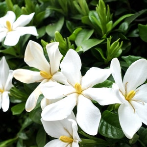 Frost Proof Gardenia, Live Gardenia Plant, Gardenia, Fragrant Plants, White Flowers, Gardenia Live Plant, Container Plants, Live Shrubs