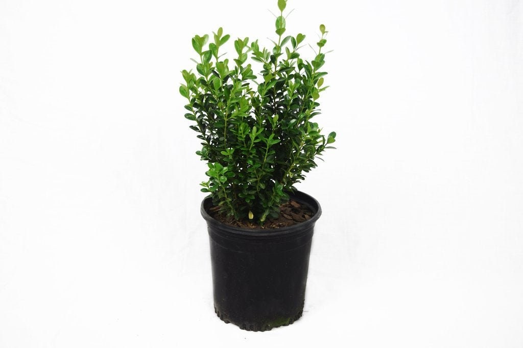 Wintergreen Boxwood Evergreen Shrubs Boxwoods Live Plants Etsy