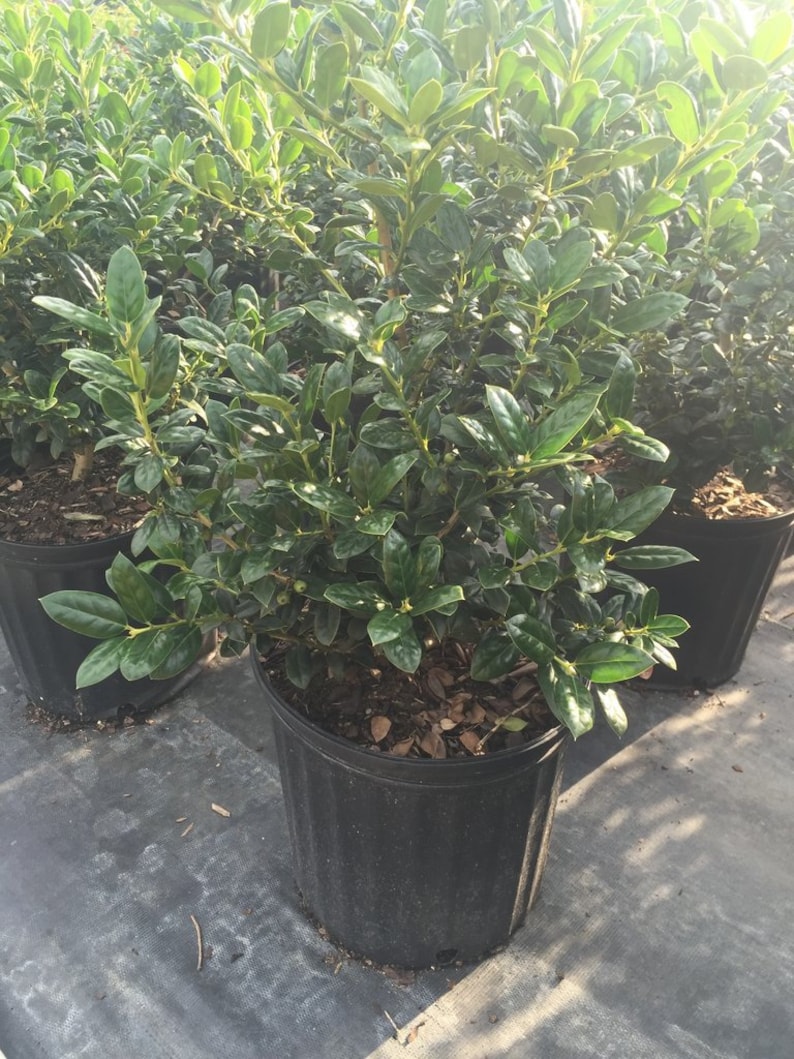 Needlepoint Holly Evergreen Shrubs Shrubs Bushes Live Etsy