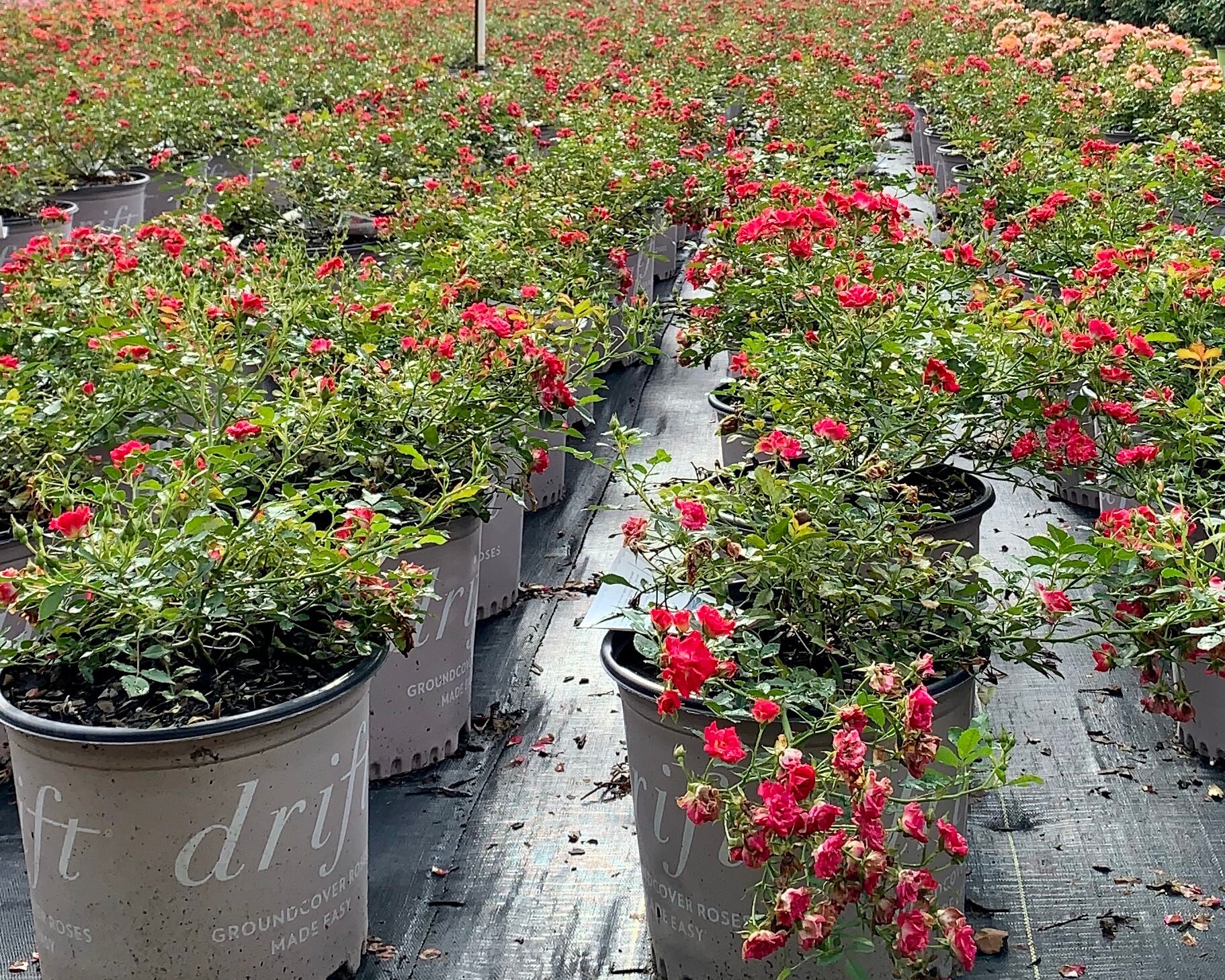 Drift rose red roses groundcover plants gallon shrubs trees rosa share Drift rose red roses groundcover plants gallon shrubs trees rosa share