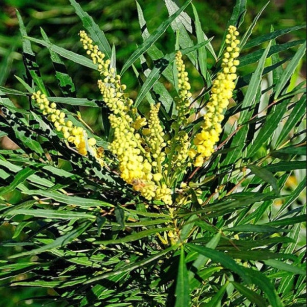 Soft Caress Mahonia, Mahonia Aquifolium, Mahonia Plant, Dwarf Plants, Evergreen Shrubs, Evergreen Plant, Blue Berry Plants, Yellow Flowers