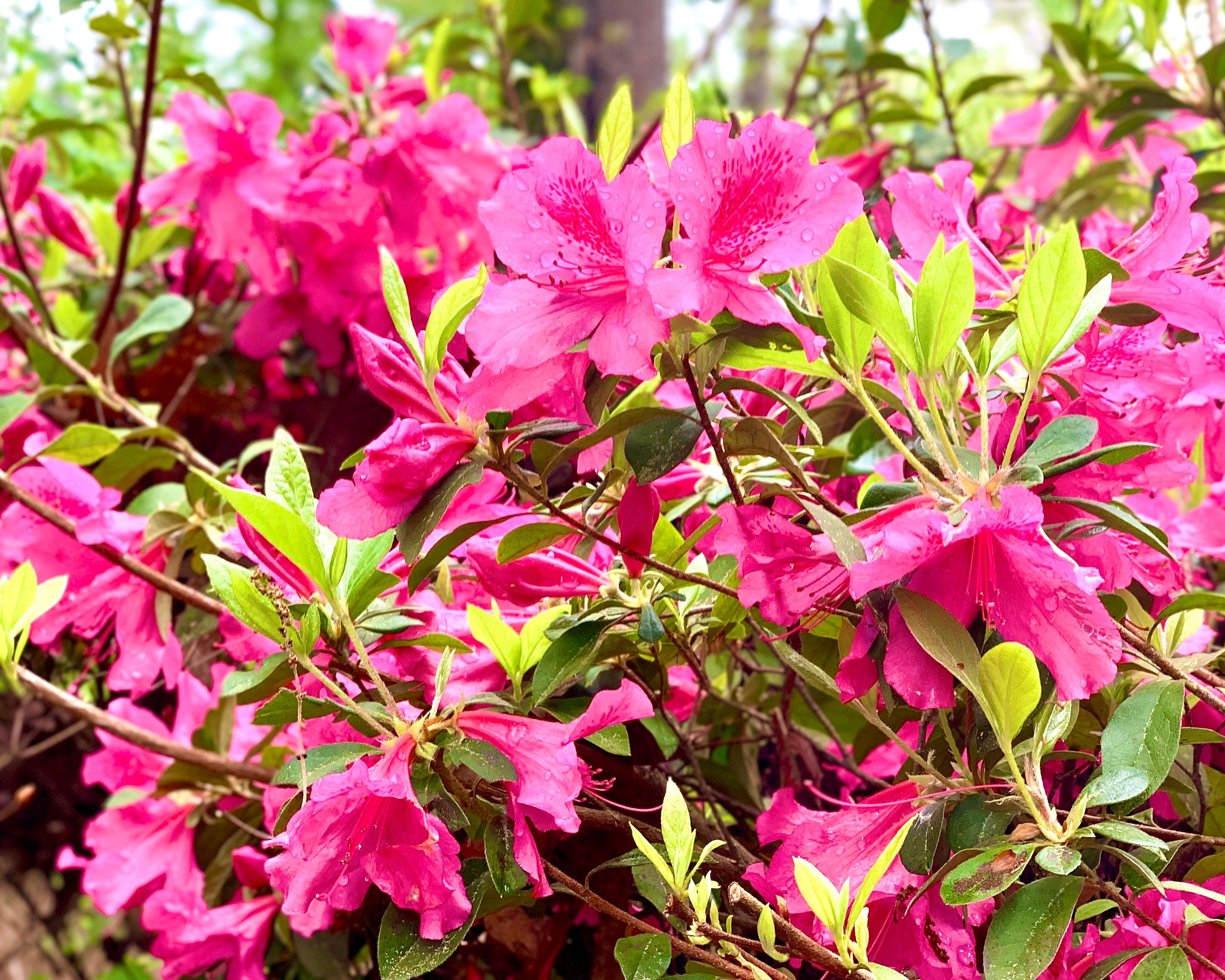 Pink Formosa Azalea Azalea Plant Pink Azalea Azalea Flower - Etsy