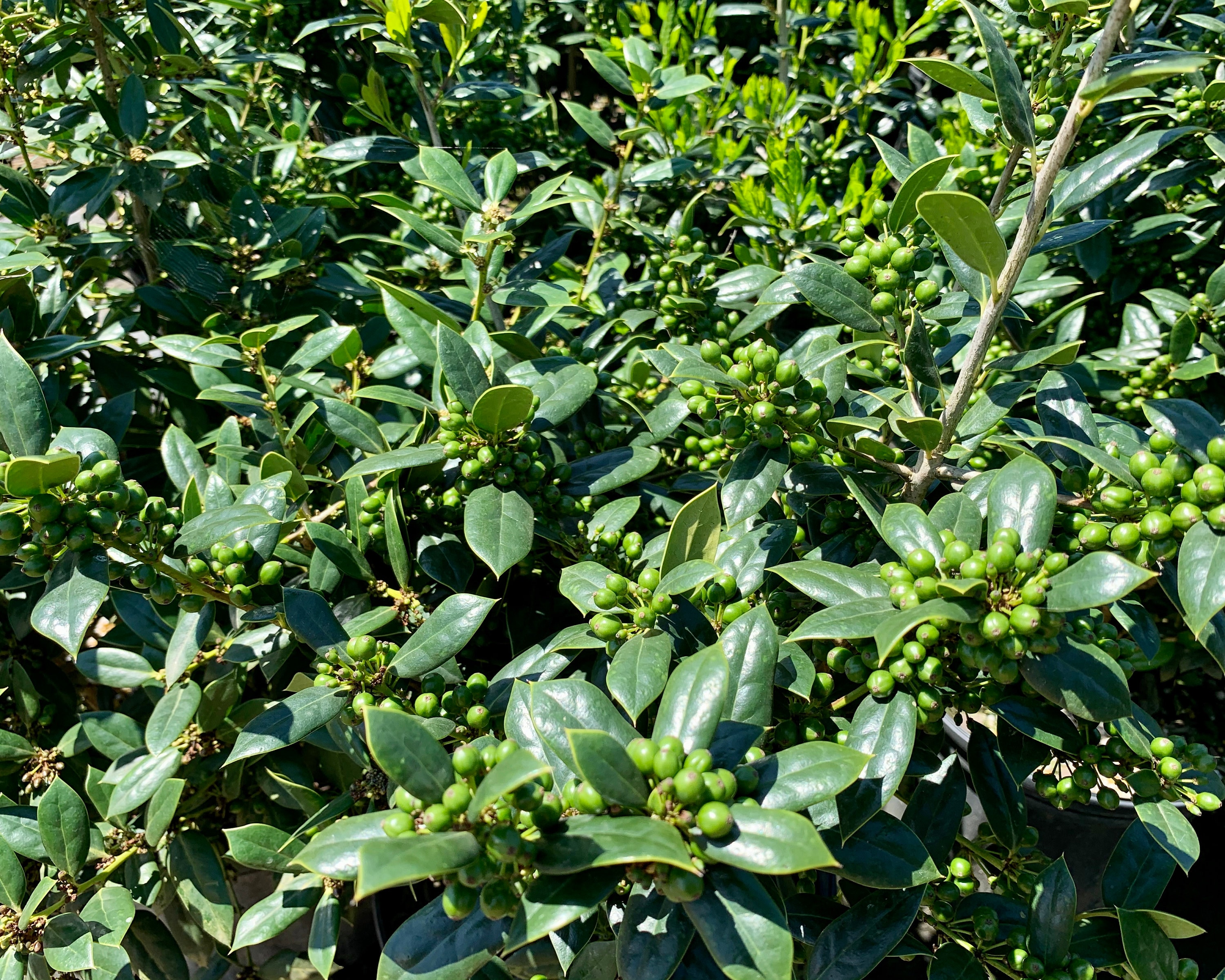 Needlepoint Holly Evergreen Shrubs Shrubs Bushes Live Etsy