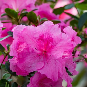 Pink Ruffle Azalea, Rutherford Hybrid, Pink Ruffle image 5