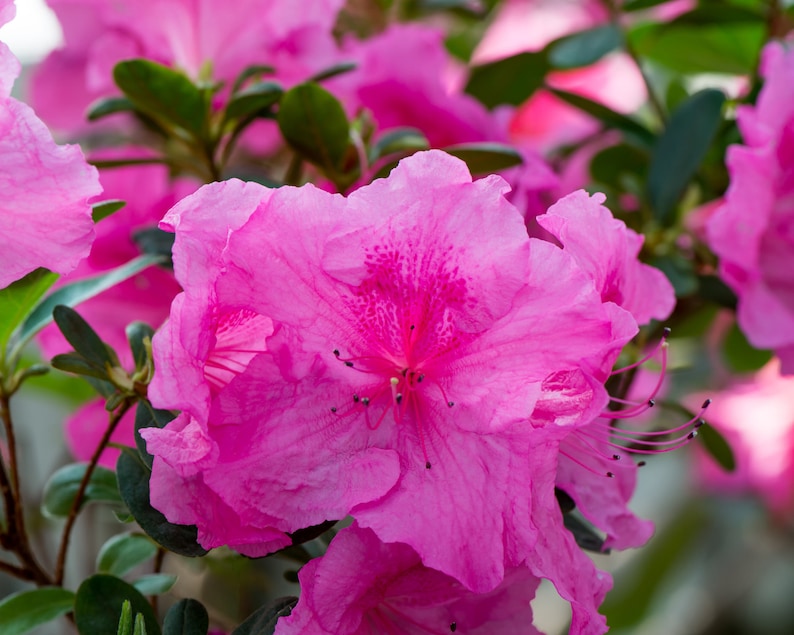 Pink Ruffle Azalea, Rutherford Hybrid, Pink Ruffle image 5