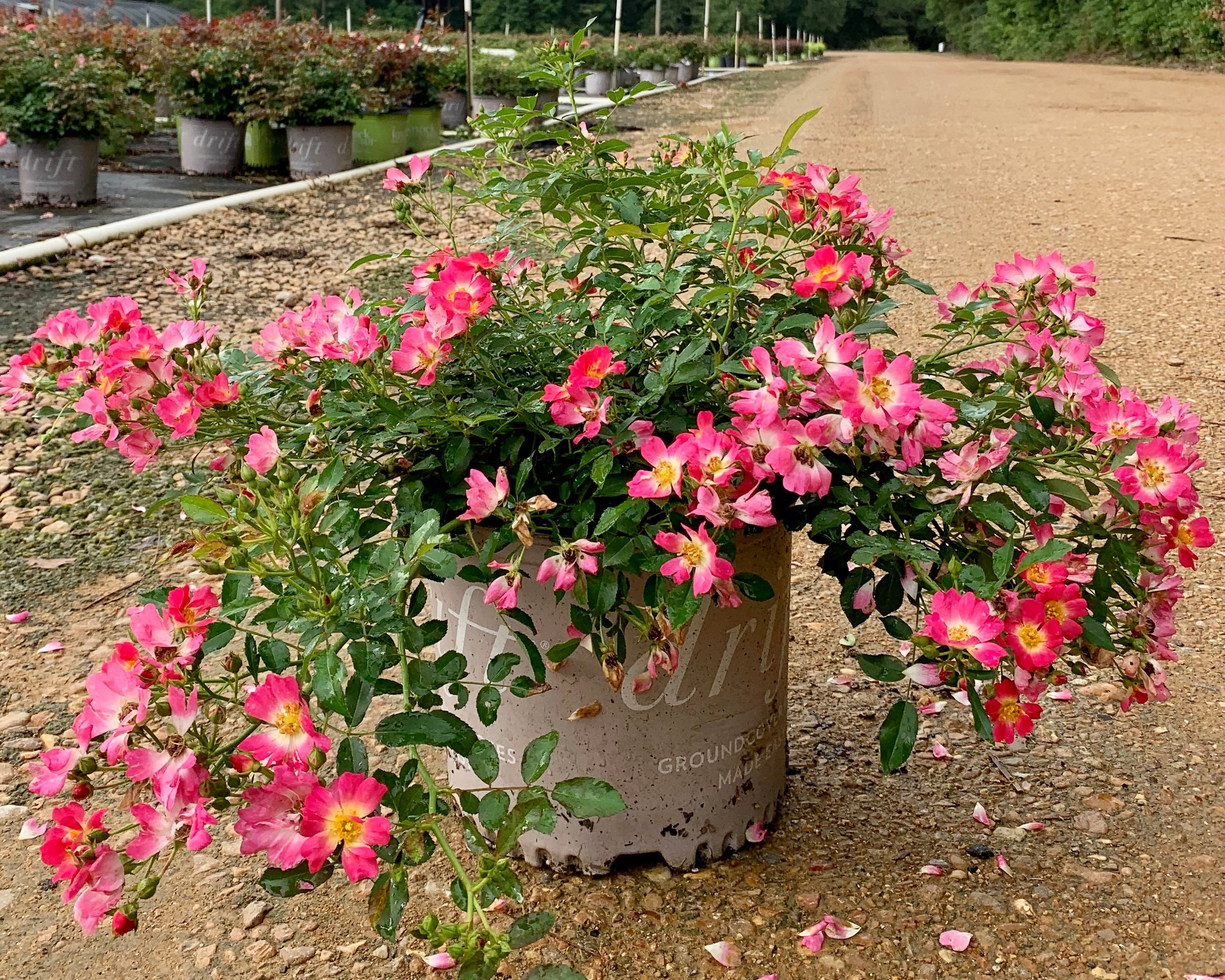 Peach Drift Roses 3 Gallon Etsy