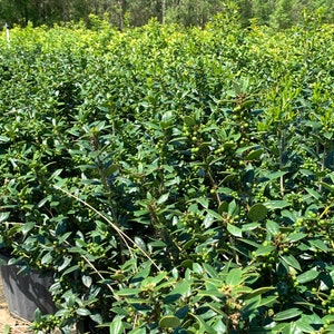 NeedlePoint Holly, Evergreen Shrubs, Shrubs Bushes, Live Shrubs, Live Bushes, Bushes Live, Bushes Plant, Tall Plants, Needle Point Holly
