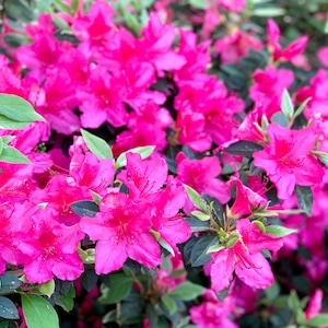 Autumn Royalty, Encore Azalea, Azalea, Azalea Plant, Rhododendron Plant, Azalea Flower, Purple Azalea, Flower Plants, Live Plants for Sale image 1