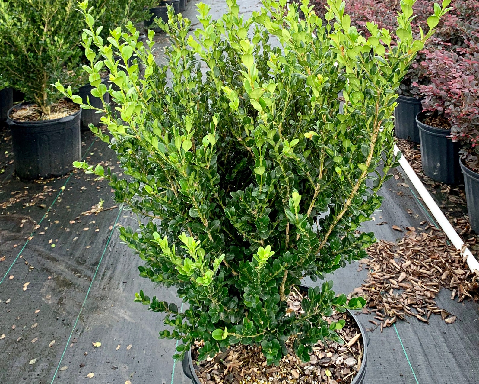 Wintergreen Boxwood, Evergreen Shrubs, Boxwoods Live Plants, Bushes ...