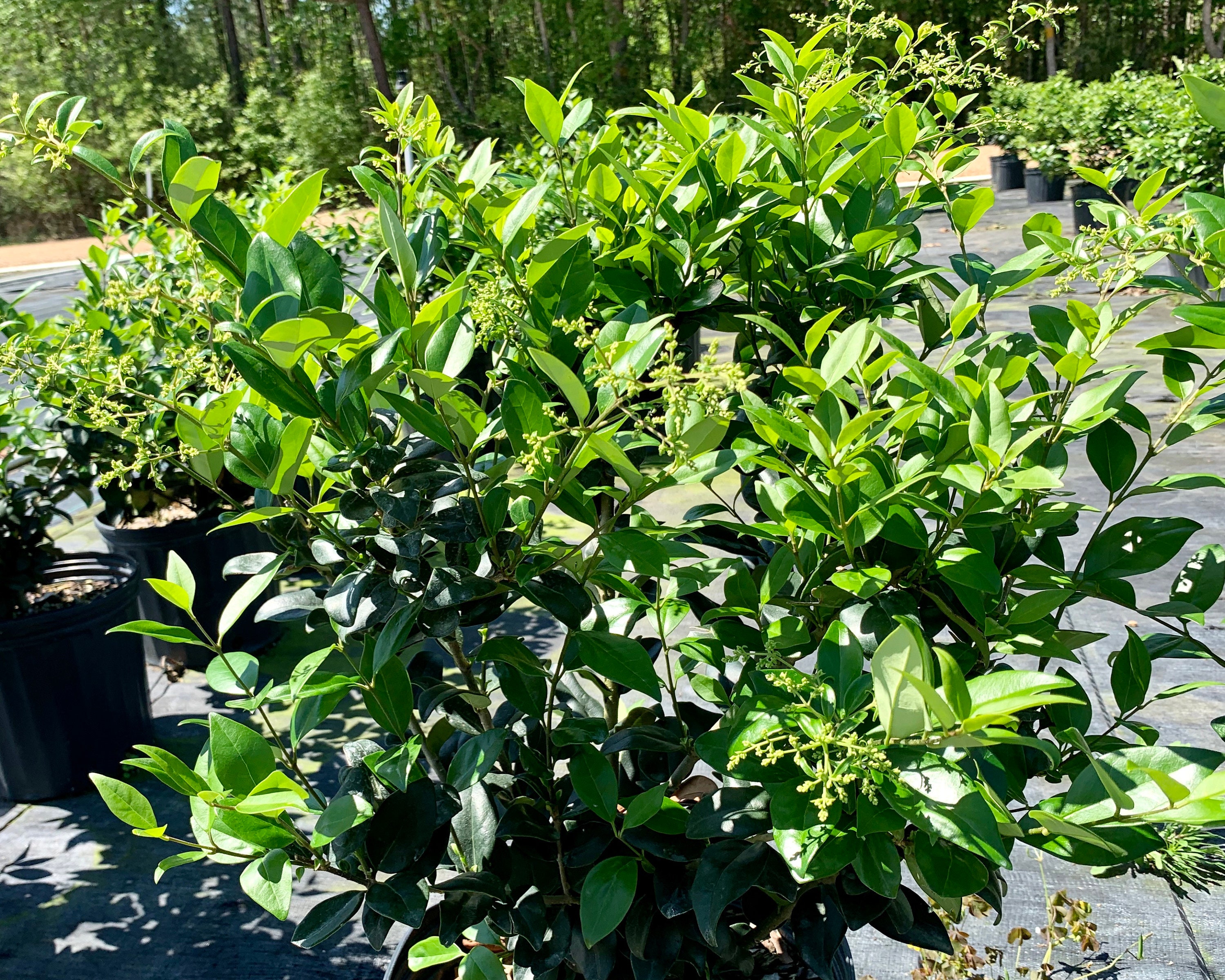 Wax Leaf Ligustrum Japonicum Waxed Ligustrum Compact Shrub Etsy